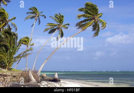 Le cocotier (Cocos nucifera) sur la plage près de Punta Cana, République dominicaine, Caraïbes Banque D'Images