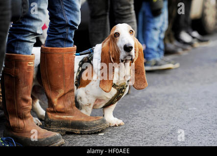 Lewes Sussex, UK. 12Th sep 2016. Des centaines de personnes bordent les rues pour voir le Southdown Geauga Lake'S Wildwater Kingdom Foxhounds et prendre part à leurs savoirs traditionnels Boxing Day hunt à Lewes aujourd'hui © Simon Dack/Alamy Live News Banque D'Images