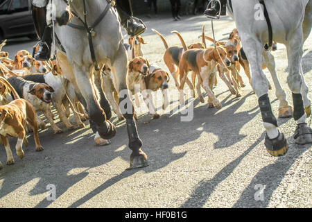 Brigstock, Northamptonshire, Angleterre. 12Th sep 2016. Les chiens dans le Boxing Day organisé par la chasse Chasse au Pytchley Brigstock, Northamptonshire, Angleterre, le 26 décembre 2016 © miscellany/Alamy Live News Banque D'Images