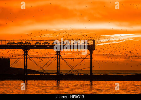 Pays de Galles Aberystwyth UK, le mardi 27 décembre 2016 UK weather : au coucher du soleil de façon spectaculaire à la fin de manière claire et très froide journée de décembre, des dizaines de milliers d'étourneaux effectuer plus murmurations dramatique avant de descendre à Aberystwyth foule ensemble et se percher pour la nuit en toute sécurité sur les jambes de fer de fonte sous la ville balnéaire victorienne pier Bien qu'apparemment abondante à Aberystwyth, les oiseaux sont dans la RSPB's 'red' liste des espèces en péril, avec leur nombre à travers le Royaume-Uni a diminué de plus de 60  % depuis les années 1970, Photo © Keith Morris / Alamy Live News Banque D'Images