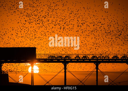 Pays de Galles Aberystwyth UK, le mardi 27 décembre 2016 UK weather : au coucher du soleil de façon spectaculaire à la fin de manière claire et très froide journée de décembre, des dizaines de milliers d'étourneaux effectuer plus murmurations dramatique avant de descendre à Aberystwyth foule ensemble et se percher pour la nuit en toute sécurité sur les jambes de fer de fonte sous la ville balnéaire victorienne pier Bien qu'apparemment abondante à Aberystwyth, les oiseaux sont dans la RSPB's 'red' liste des espèces en péril, avec leur nombre à travers le Royaume-Uni a diminué de plus de 60  % depuis les années 1970, Photo © Keith Morris / Alamy Live News Banque D'Images