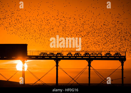 Pays de Galles Aberystwyth UK, le mardi 27 décembre 2016 UK weather : au coucher du soleil de façon spectaculaire à la fin de manière claire et très froide journée de décembre, des dizaines de milliers d'étourneaux effectuer plus murmurations dramatique avant de descendre à Aberystwyth foule ensemble et se percher pour la nuit en toute sécurité sur les jambes de fer de fonte sous la ville balnéaire victorienne pier Bien qu'apparemment abondante à Aberystwyth, les oiseaux sont dans la RSPB's 'red' liste des espèces en péril, avec leur nombre à travers le Royaume-Uni a diminué de plus de 60  % depuis les années 1970, Photo © Keith Morris / Alamy Live News Banque D'Images