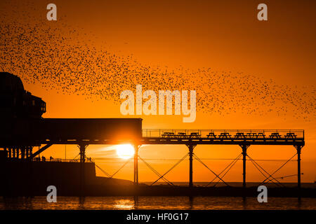 Pays de Galles Aberystwyth UK, le mardi 27 décembre 2016 UK weather : au coucher du soleil de façon spectaculaire à la fin de manière claire et très froide journée de décembre, des dizaines de milliers d'étourneaux effectuer plus murmurations dramatique avant de descendre à Aberystwyth foule ensemble et se percher pour la nuit en toute sécurité sur les jambes de fer de fonte sous la ville balnéaire victorienne pier Bien qu'apparemment abondante à Aberystwyth, les oiseaux sont dans la RSPB's 'red' liste des espèces en péril, avec leur nombre à travers le Royaume-Uni a diminué de plus de 60  % depuis les années 1970, Photo © Keith Morris / Alamy Live News Banque D'Images