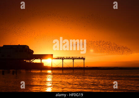 Pays de Galles Aberystwyth UK, le mardi 27 décembre 2016 UK weather : au coucher du soleil de façon spectaculaire à la fin de manière claire et très froide journée de décembre, des dizaines de milliers d'étourneaux effectuer plus murmurations dramatique avant de descendre à Aberystwyth foule ensemble et se percher pour la nuit en toute sécurité sur les jambes de fer de fonte sous la ville balnéaire victorienne pier Bien qu'apparemment abondante à Aberystwyth, les oiseaux sont dans la RSPB's 'red' liste des espèces en péril, avec leur nombre à travers le Royaume-Uni a diminué de plus de 60  % depuis les années 1970, Photo © Keith Morris / Alamy Live News Banque D'Images