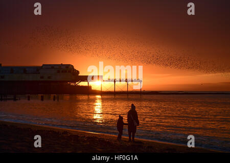 Pays de Galles Aberystwyth UK, le mardi 27 décembre 2016 UK weather : au coucher du soleil de façon spectaculaire à la fin de manière claire et très froide journée de décembre, des dizaines de milliers d'étourneaux effectuer plus murmurations dramatique avant de descendre à Aberystwyth foule ensemble et se percher pour la nuit en toute sécurité sur les jambes de fer de fonte sous la ville balnéaire victorienne pier Bien qu'apparemment abondante à Aberystwyth, les oiseaux sont dans la RSPB's 'red' liste des espèces en péril, avec leur nombre à travers le Royaume-Uni a diminué de plus de 60  % depuis les années 1970, Photo © Keith Morris / Alamy Live News Banque D'Images