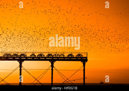 Pays de Galles Aberystwyth UK, le mardi 27 décembre 2016 UK weather : au coucher du soleil de façon spectaculaire à la fin de manière claire et très froide journée de décembre, des dizaines de milliers d'étourneaux effectuer plus murmurations dramatique avant de descendre à Aberystwyth foule ensemble et se percher pour la nuit en toute sécurité sur les jambes de fer de fonte sous la ville balnéaire victorienne pier Bien qu'apparemment abondante à Aberystwyth, les oiseaux sont dans la RSPB's 'red' liste des espèces en péril, avec leur nombre à travers le Royaume-Uni a diminué de plus de 60  % depuis les années 1970, Photo © Keith Morris / Alamy Live News Banque D'Images