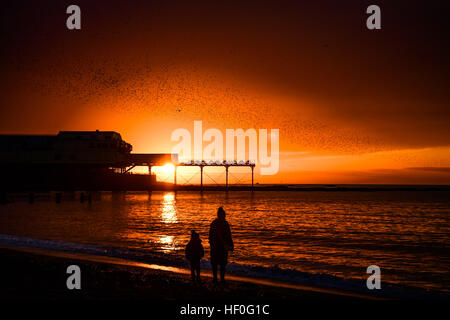 Pays de Galles Aberystwyth UK, le mardi 27 décembre 2016 UK weather : au coucher du soleil de façon spectaculaire à la fin de manière claire et très froide journée de décembre, des dizaines de milliers d'étourneaux effectuer plus murmurations dramatique avant de descendre à Aberystwyth foule ensemble et se percher pour la nuit en toute sécurité sur les jambes de fer de fonte sous la ville balnéaire victorienne pier Bien qu'apparemment abondante à Aberystwyth, les oiseaux sont dans la RSPB's 'red' liste des espèces en péril, avec leur nombre à travers le Royaume-Uni a diminué de plus de 60  % depuis les années 1970, Photo © Keith Morris / Alamy Live News Banque D'Images