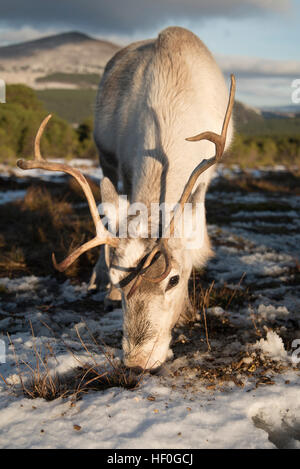 Renne femelle à nourrir en hiver neige au centre de Rennes à Aviemore, Écosse, Cairngorms. Banque D'Images