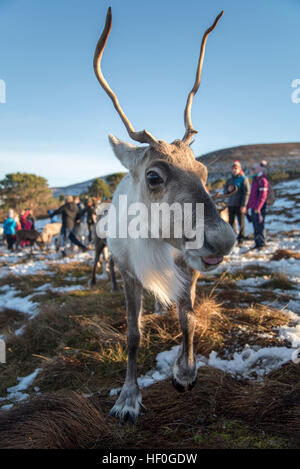 Renne femelle à nourrir en hiver neige au centre de Rennes à Aviemore, Écosse, Cairngorms. Banque D'Images