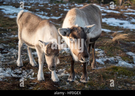 Le renne femelle avec jeune veau en hiver , la neige, l'Écosse. Cairngorms Banque D'Images