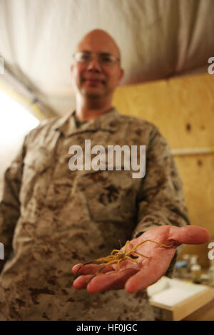 Sapadalure le camp, l'Afghanistan - Le Lieutenant Joseph W. Diclaro II, de Beckley, W.Va., qui détient un doctorat en entomologie médicale, et sert avec la santé publique et de la médecine préventive, du Détachement de l'entreprise chirurgicale Alpha, 2e Groupe Logistique maritime (avant) à bord, l'Afghanistan, le Camp Sapadalure montre une araignée chameau pendant une séance photo, le 24 août, 2011. Au cours de son dernier déploiement, Diclaro a été la seule dans l'entomologiste médical le Commandement régional sud-ouest, l'Afghanistan. Tout au long de son voyage il a dirigé d'innombrables de l'hygiène au travail l'évaluation des sites, et la saisie de près de 100 000 mosquitoe Banque D'Images