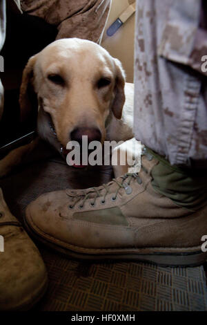 Maxx, un engin explosif improvisé chien détecteur, repose aux pieds de membres du 3e Bataillon, 8e Régiment de marine, 6 Équipe de combat, au cours d'un convoi dans le sud de la province de Helmand, Afghanistan, le 27 juillet 2012. Maxx's handler est lance le Cpl. Stephen Mader, qui se sont portés volontaires pour passer par une école de 5 semaines dans les États à travailler avec SDAI. C'est un mortarman d'infanterie par le commerce, mais déployés pour utiliser Maxx pour aider à détecter des engins piégés et d'autres engins explosifs avant qu'ils peuvent endommager des véhicules ou des Marines. À la suite de l'odeur, un chien détecteur d'explosifs et son maître protéger Marines 120726-M-MS345-010 Banque D'Images