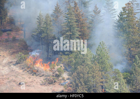La forêt de pins Ponderosa burns près de Redding, en Californie, le 23 août 2012, l'armée américaine comme un UH-60 Black Hawk affecté à la Garde nationale de Californie gouttes de l'eau sur lui. L'air de Californie et de l'Armée de gardes nationaux appuient les efforts de lutte contre les incendies dans plusieurs régions de l'état. (Photo par le Sgt. David J. Loeffler) Incendies de Californie 2012 120823-Z-WQ610-007 Banque D'Images