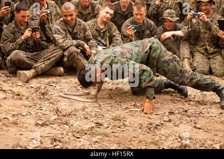 Royal Thai Marine Corps Sgt. Prasarnsai Pairoj baisers la tête d'un cobra au cours d'une partie de la classe de survie jungle Cobra exercice 2013 or 10 févr. 16 à Ban Chan Krem, Royaume de Thaïlande. Cette année marque le 180e année de la forte relation avec les États-Unis et démontre à la fois l'engagement des nations unies, de maintenir et de développer la prospérité et la sécurité dans la région Asie-Pacifique. Prasarnsai est un expert de la survie dans la jungle et un parachutiste/ocean diver avec le Bataillon de Reconnaissance, Royal Thai marine. (U.S. Marine Corps photo par Lance Cpl. Adam B. Miller/libérés) Royal Thai, US Marines conduite jung Banque D'Images