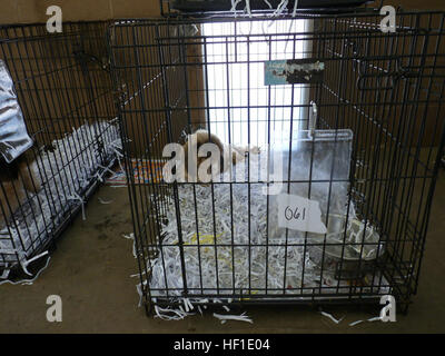 Un chiot sauvé se trouve dans literie propre à l'abri des animaux de fortune, dans le comté d'Anderson, L.C. 10 Août, 2013. L'L.C. (garde nationale ont répondu à l'Anderson County Sheriff Office avec 28 autres agences dans le comté d'Anderson, L.C. (après plus de 150 chiens ont été découverts dans une usine à chiots avec exposition potentielle à parvovirus. La Garde Nationale S.C fournir deux 400 gal. les buffles d'eau puis réparé la ligne d'eau à l'installation. (U.S. Photo de Garde Nationale d'armée par le roi Cindi) Parution/ SC Ministère aide militaire aux efforts de sauvetage de plus de 150 chiots à soupçonné pupp Banque D'Images