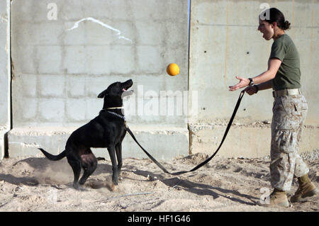 071106-M-0650G-005 CAMP FALLUJAH, Iraq (nov. 6, 2007) - Maître de 2e classe Gina Pronzati, avec la Force de police militaire, son chien de travail récompenses militaires, Dicky, pour remplir sa mission de formation. Train de chiens avec leurs chiens pour de nombreuses heures pour assurer la perfection au cours de missions. U.S. Marine Corps photo par Lance Cpl. Caleb Gomez (libéré) US Navy 071106-M-0650G-005 Maître de 2e classe Gina Pronzati, avec la Force de police militaire, son chien de travail récompenses militaires, Dicky, pour remplir sa mission de formation Banque D'Images