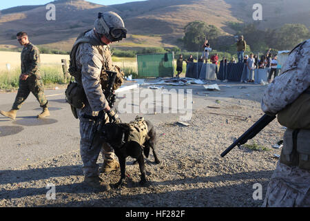 Le Cpl. Alexandre Hoffman, un maître de chien avec la 11e unité expéditionnaire de marines, des postes en face d'une porte de l'ambassade lors d'un renforcement de l'ambassade de l'entraînement à San Louis Obispo, en Californie, dans le cadre de l'exercice de Certification (CERTEX) Le 14 juin 2014. CERTEX est l'ultime période en mer pour le 11e Escadron amphibie et MEU 5. Il a été conçu pour renforcer la capacité de l'équipe d'exploitation d'ensemble et de répondre à diverses situations pendant le déploiement. (U.S. Marine Corps photo par le Cpl. Demetrius Morgan /libéré) CERTEX 140614-ET-M630-092 Banque D'Images
