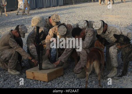 D'autres chiens de la police militaire de rendre hommage à leur frère, le Cpl. Max W. Donahue pendant un service commémoratif à la base d'opérations avancée Delhi, province de Helmand, Afghanistan, le 21 août. Donahue a été tué le 7 août, alors que des opérations de combat dans la province de Helmand, en Afghanistan. 3-1 l'honneur d'un DVIDS Marine311890 Banque D'Images