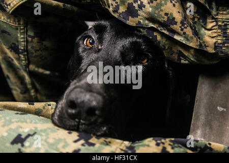 Jackson attend à bord d'un bateau de débarquement, d'un coussin d'air, qui se dirige vers une plage de Camp Pendleton, en Californie, pour fournir une assistance humanitaire au cours de l'Escadron Amphibie/Marine Expeditionary Unit Intégration Formation (PMINT) au large de la côte de San Diego le 6 mars. 2015. Jackson est un chien de travail militaire avec le détachement de l'application de la Loi, du bataillon logistique de combat 15, 15e Marine Expeditionary Unit. (U.S. Marine Corps photo par le Cpl. De Clerck McKelvey/libérés) 15e MEU marines débarquent USS Essex, terrain sur Camp Pendleton 150306-M-JT438-033 Banque D'Images