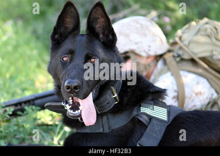 Lance le Cpl. Wadleigh David travail militaire, conducteur de chien, chien de travail militaire, 1er peloton du bataillon de l'application de la loi, des postes de la sécurité pendant la patrouille avec son chien, Hugo. Avec les Marines, 1er Peloton MWD LEB et voies de Breacher peloton du véhicule, la Compagnie Alpha, 1er bataillon du génie de combat, a participé à la lutte contre les engins explosifs improvisés à bord Formation Périphérique Camp Pendleton, en Californie, le 10 mars 2015. MWDs participer à C-IED 150310-M-HH070-003 Banque D'Images