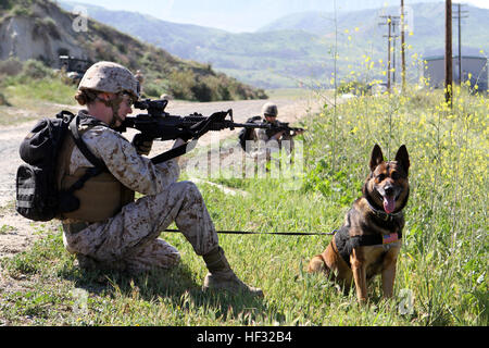 Lance le Cpl. Suzette Goddard, conducteur de chien de travail militaire, chien de travail militaire, 1er peloton du bataillon de l'application de la Loi, la sécurité des postes aux côtés de son chien, Denny, durant la course contre les IED. Avec les Marines, 1er Peloton MWD LEB et voies de Breacher peloton du véhicule, la Compagnie Alpha, 1er bataillon du génie de combat, a participé à la lutte contre les engins explosifs improvisés à bord Formation Périphérique Camp Pendleton, en Californie, le 10 mars 2015. MWDs participer à C-IED 150310-M-HH070-004 Banque D'Images