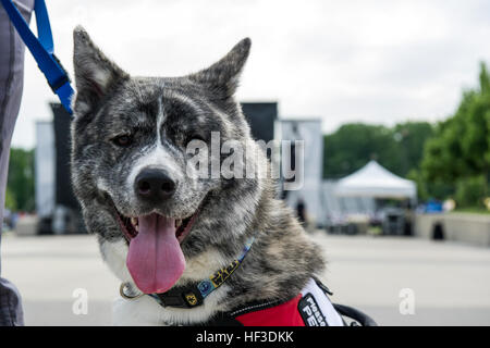 Kara le chien aidant, arrive avec son gestionnaire pour la cérémonie d'ouverture de l'année 2015, Ministère de la Défense (DoD) Jeux de guerrier au National Museum of the Marine Corps, Triangle, en Virginie, le 19 juin 2015. Le Guerrier Jeux, fondée en 2010, est une compétition de style paralympique qui dispose de huit sports adaptés pour les blessés, malades et blessés militaires et anciens combattants de l'armée américaine, Marine Corps, Marine/Garde côtière canadienne, l'armée de l'air, Commandement des opérations spéciales, et les Forces armées britanniques. Cette année marque la première fois que le DoD prend la responsabilité pour la planification opérationnelle et de la coordination de la Banque D'Images