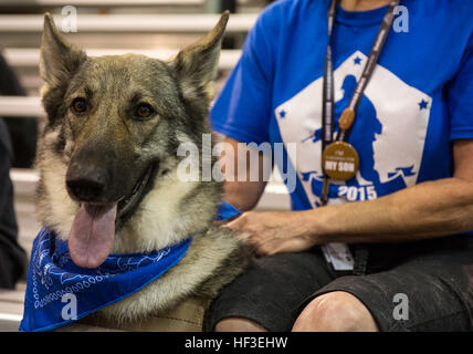 Panzer, le chien, les montres comme son équipe gestionnaire de l'Armée de l'air participe à la compétition de tir au cours de l'année 2015, Ministère de la Défense (DoD) Jeux de guerrier tenue au Marine Corps Base Quantico, en Virginie, le 26 juin 2015. Le Guerrier Jeux, fondée en 2010, est une compétition de style paralympique qui dispose de huit sports adaptés pour les blessés, malades et blessés militaires et anciens combattants de l'armée américaine, Marine Corps, Marine/Garde côtière canadienne, l'armée de l'air, Commandement des opérations spéciales, et les Forces armées britanniques. Cette année marque la première fois que le DoD prend la responsabilité pour la planification opérationnelle et de coordinati Banque D'Images