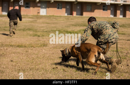 Le Sgt. Nicholas J. Digregorio, un conducteur de chien de travail militaire avec 2e bataillon de police militaire, déclenche son chien de travail au cours d'une démonstration à bord Camp Lejeune, N.C., 7 mars 2015. La démonstration a présenté les capacités de l'armée des chiens de travail à la 32e Compagnie néerlandaise des raids, qui utilisent les installations sur la base d'effectuer de multiples exercices de formation pour les semaines à venir. Des patrouilles de détection et de suivi, les scénarios ont montré l'importance de l'armée des chiens de travail en cours d'intégration dans des unités d'infanterie. (U.S. Marine Corps photo par le Cpl. Justin T. Updegraff/libérés) Banque D'Images