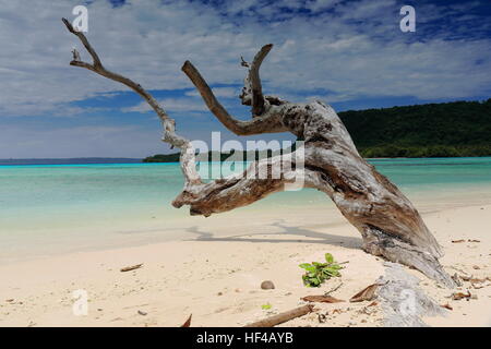 Gros tronc de l'arbre sec pointant vers le NNE à demi-enterré sur le sable blanc à la pointe nord de la plage avec Dolphin Island sur l'arrière-plan. Olr Port Banque D'Images