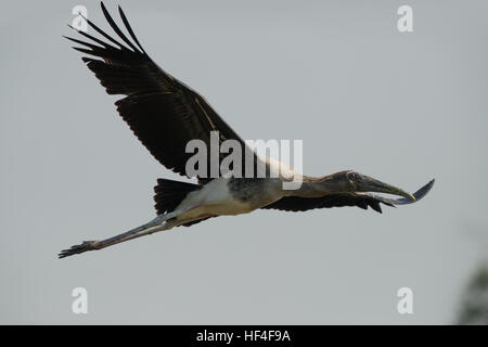 Stork (Mycteria leucocephala peint) mineur dans le parc national de Keoladeo Ghana Parc national de Keoladeo ou anciennement connu sous le nom de B Banque D'Images