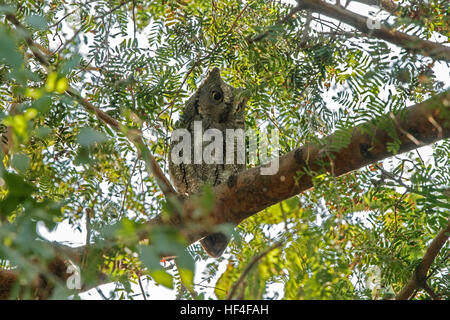 European Scops (Otus scops) Banque D'Images