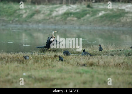 Un Oriental darter Anhinga rufa) (aussi connu comme un Snakebird, perché sur une branche morte isolés contre un flou background naturelles Banque D'Images