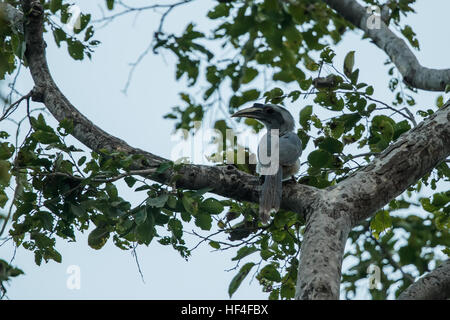 Calao gris indien avec une sauterelle dans son projet de parc national de Keoladeo en Inde Banque D'Images