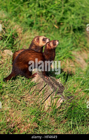 Le putois d'Europe (Mustela putorius), couple, alerte, Surrey, Angleterre, Europe Banque D'Images