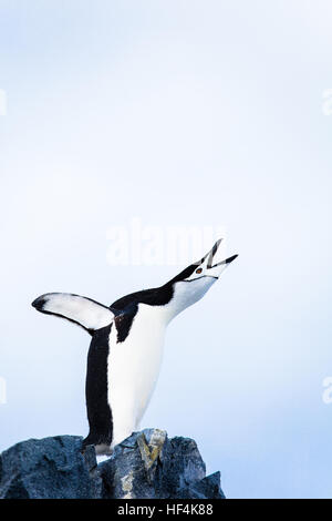 Une jugulaire penguin trumpts bruyamment. L'antarctique. Banque D'Images