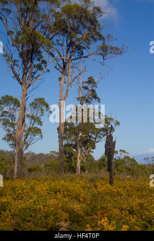 Restes d'un arbre brûlé dans un paysage récupéré Banque D'Images