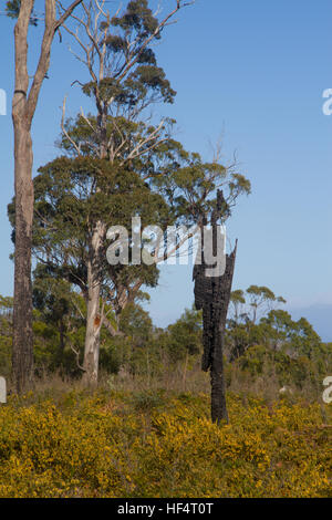 Restes d'un arbre brûlé dans un paysage récupéré Banque D'Images