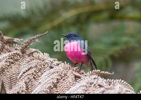 Robin rose (petroica rodinogaster) perché sur une fougère Banque D'Images