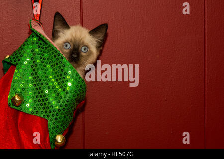Un chaton jouant dans un bas de Noël Banque D'Images