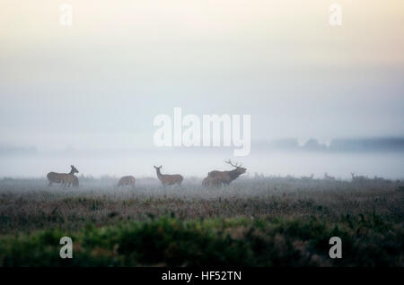 Red Deer stag attire les femelles. Troupeau de cerfs rouges sur le terrain dans le Matin brumeux pendant le rut en Biélorussie Banque D'Images