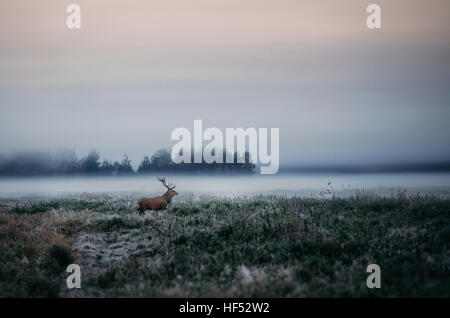 Belle red deer stag sur le champ près de la forêt brumeuse de brouillard en automne paysage en Biélorussie.