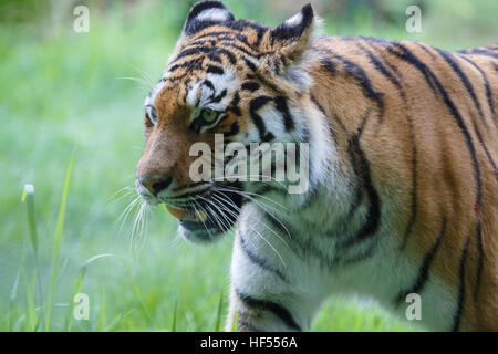 Portrait d'un tigre de Sibérie ou tigre de l'amour, Panthera tigris altaica. Banque D'Images