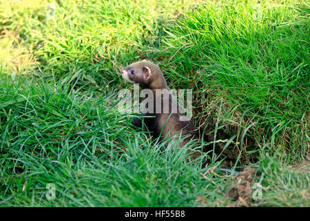 Le putois d'Europe, d'Amérique (Mustela putorius), les jeunes à den alerte, Surrey, Angleterre, Europe Banque D'Images