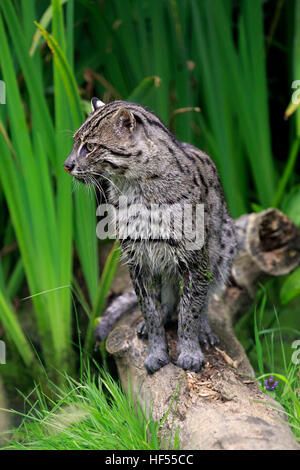 Pêche à la Cat, (Prionailurus viverrinus), des profils à l'eau, l'Asie Banque D'Images