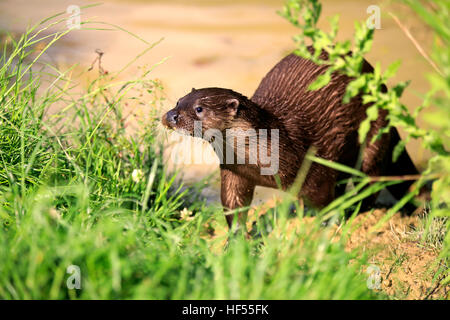 Loutre d'Europe, la loutre commune (Lutra lutra), des profils d'alerte, Surrey, Angleterre, Europe Banque D'Images