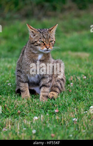 Scottish Wildcat (Felis silvestris silvestris), des profils d'alerte, Surrey, Angleterre, Europe Banque D'Images