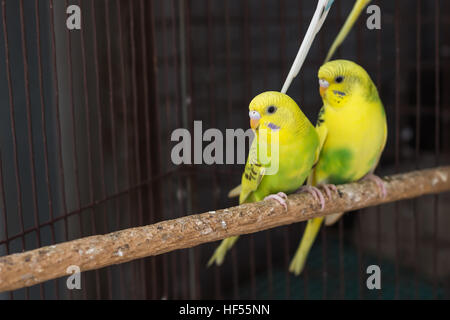 Perruche ondulée, Perruche jaune oiseaux dans la cage Banque D'Images