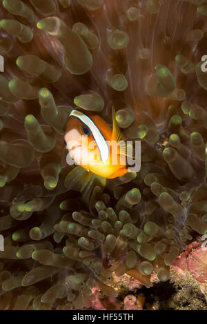 Photo sous-marine de Clark's Poisson de l'Anémone Anémone dans Banque D'Images