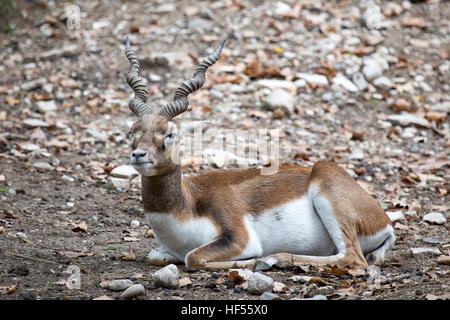 Un blackbuck, ou Antilope Antilope cervicapra, indiennes, reposant sur le sol. Cette antilope est originaire de l'Inde et a été introduit en Argentine Banque D'Images