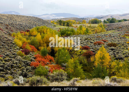 Couleurs d'automne dans un bassin de drainage près de Crowheart, Wyoming, USA. Sortie Rt. 287 Banque D'Images